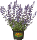 Katzenminze (Nepeta faassenii) im Angebot bei Globus-Baumarkt in Iserlohn Katzenminze (Nepeta faassenii) Angebote bei Globus-Baumarkt Iserlohn für 9,99 €