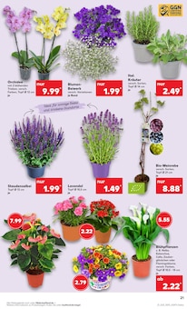 Lavendel im aktuellen Kaufland Prospekt (Berlin) Lavendel im Kaufland Prospekt "Aktuelle Angebote" mit 62 Seiten (Berlin)