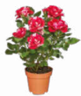 zweifarbige Rose im Angebot bei Netto Marken-Discount in Remscheid zweifarbige Rose Angebote bei Netto Marken-Discount Remscheid für 2,99 €