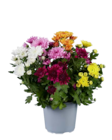 Chrysanthemen Fun-Colour im Angebot bei Lidl in Würzburg Chrysanthemen Fun-Colour Angebote bei Lidl Würzburg für 2,99 €