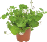Géranium odorant - GARDENLINE - Aldi à Neuilly-sur-Seine Géranium odorant - GARDENLINE en promo chez Aldi Neuilly-sur-Seine à 2,49 €