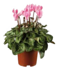 Aktuelle Zimmerpflanzen Angebote bei Globus-Baumarkt in Frankfurt (Main) Aktuelles Alpenveilchen (Cyclamen) Angebot bei Globus-Baumarkt in Frankfurt (Main) ab 2,49 €