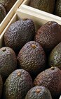 Promo Avocat Affiné à 1,50 € dans le catalogue Netto à Carhaix-Plouguer