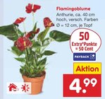 Aktuelles Flamingoblume Angebot bei Netto Marken-Discount in Mannheim ab 4,99 €