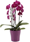 Orchidée cascade dans le catalogue Carrefour