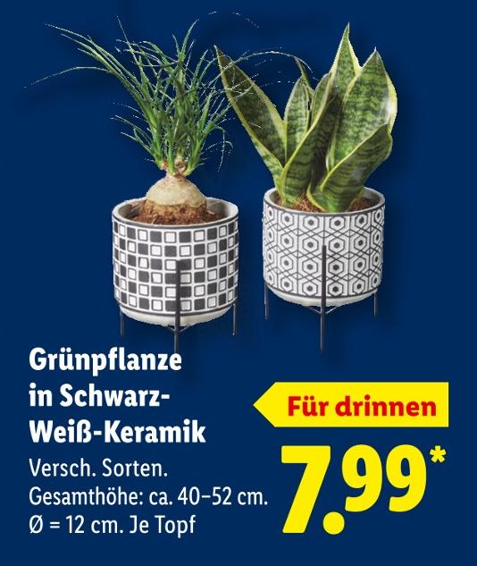 Grünpflanze in Schwarz-Weiß-Keramik