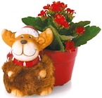 Kalanchoe in Weihnachtskeramik bei Netto mit dem Scottie im Könnigde Prospekt für 2,99 €