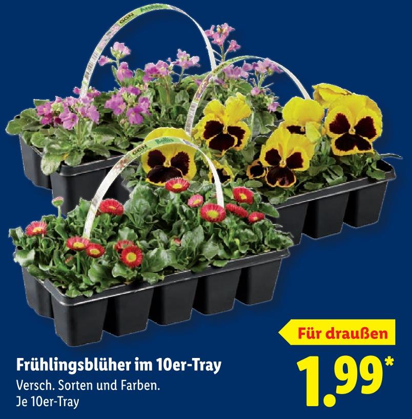 Frühlingsblüher im 10er-Tray