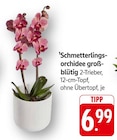 Schmetterlingsorchidee großblütig Angebote bei EDEKA Stuttgart für 6,99 €