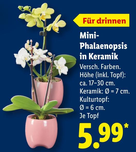 Mini-Phalaenopsis in Keramik