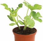 Mini-Wassermelone im aktuellen Dehner Garten-Center Prospekt für 3,79 €