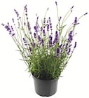 Lavendel bei Zimmermann im Bremen Prospekt für 1,99 €