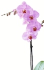 Orchideen Phalaenopsis von  im aktuellen Wreesmann Prospekt für 4,49 €
