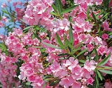 Laurier-Rose - Delbard à Nanterre Laurier-Rose en promo chez Delbard Nanterre à 12,99 €