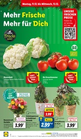 Pflanzen im Lidl Prospekt in Lahr Aktueller Lidl Prospekt mit Pflanzen, "LIDL LOHNT SICH", Seite 2