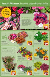 Blumenampel Angebot im aktuellen REWE Prospekt auf Seite 8