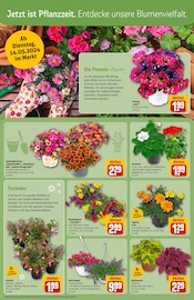 Pflanzen Angebote im Prospekt "Dein Markt" von REWE auf Seite 8