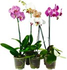 Schmetterlings-orchidee im Angebot bei REWE in Kleve Schmetterlings-orchidee Angebote bei REWE Kleve für 5,00 €