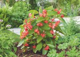 Jardineries du terroir Dole - Promo Bégonia "Dragon Wing®" Promo Bégonia "Dragon Wing®" à 6,99 € dans le catalogue Jardineries du terroir à Dole