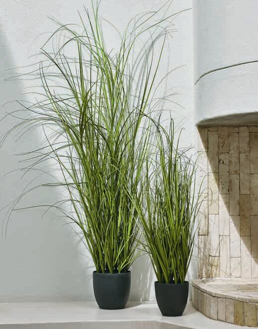 marginata care Dracaena Marginata Cane main image 0