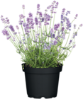 Aktuelle Blumen Angebote bei ROSENGUT Langerwisch in Potsdam Aktuelles Lavendel Angebot bei ROSENGUT Langerwisch in Potsdam ab 7,99 €