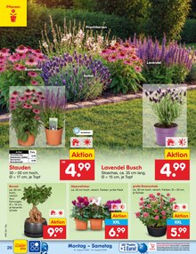 Blumen im aktuellen Netto Marken-Discount Prospekt (Chemnitz) Blumen im Netto Marken-Discount Prospekt "Aktuelle Angebote" mit 63 Seiten (Chemnitz)