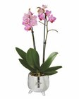 Phalaenopsis in Formkeramik von  im aktuellen Lidl Prospekt für 8,99 €