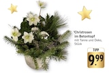 Christrosen im Betontopf bei EDEKA im Kronau Prospekt für 9,99 €