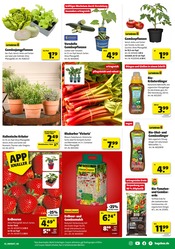 Aktueller Hagebaumarkt Prospekt mit Erdbeeren, "FREU DICH AUF DRAUSSEN", Seite 3