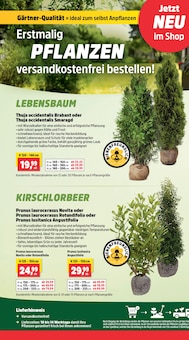 Heckenpflanzen im Thomas Philipps Prospekt "Top Angebote" mit 18 Seiten (Duisburg)