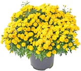 Rustikaler Kugel-Chrysanthemen im Angebot bei Thomas Philipps in Pirmasens Rustikaler Kugel-Chrysanthemen Angebote bei Thomas Philipps Pirmasens für 4,44 €