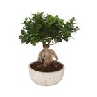 Ficus ginseng à 19,99 € dans le catalogue Carrefour