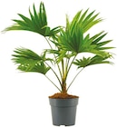 Netto mit dem Scottie Klein Nordende - Schirmpalme Livistona rotundifolia Angebot im Prospekt Schirmpalme Livistona rotundifolia bei Netto mit dem Scottie im Klein Nordende Prospekt für 7,99 €