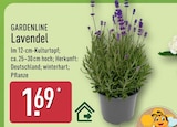 Aktuelle Lavendel Angebote bei ALDI Nord in Berlin Aktuelles Lavendel Angebot bei ALDI Nord in Berlin ab 1,69 €