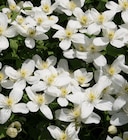 Clématite Montana ECLOZ - ECLOZ dans le catalogue Delbard