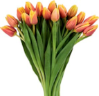 Großbund Tulpen Angebote bei Netto Marken-Discount Bad Oeynhausen für 4,99 €