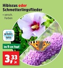 Hibiscus oder Schmetterlingsflieder im Angebot bei Thomas Philipps in Essen Hibiscus oder Schmetterlingsflieder Angebote bei Thomas Philipps Essen für 3,33 €