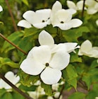 Hagebaumarkt Kleve - Japanischer Blumenhartriegel Angebot im Prospekt Japanischer Blumenhartriegel bei Hagebaumarkt im Kleve Prospekt für 49,99 €