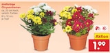 dreifarbige Chrysanthemen im aktuellen Netto Marken-Discount Prospekt