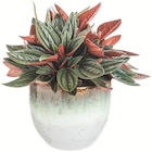 Peperomia + cache-pot dans le catalogue Botanic