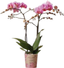 Orchidee (Phalaenopsis Multiflora „Kolibri“) im Angebot bei Globus-Baumarkt in Würzburg Orchidee (Phalaenopsis Multiflora „Kolibri“) Angebote bei Globus-Baumarkt Würzburg für 9,99 €