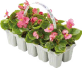 Beet- und Balkonpflanzen im Angebot bei Globus-Baumarkt in Schorndorf Beet- und Balkonpflanzen Angebote bei Globus-Baumarkt Schorndorf für 2,29 €