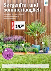 Palme im Intratuin Hildesheim Prospekt in Peine Aktueller Intratuin Hildesheim Prospekt mit Palme, "Ein Sommer voller Blumen", Seite 2