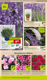 Lavendel Angebote im Prospekt "Doppelte Liebe, doppeltes Fest!" von Pflanzen Kölle auf Seite 8