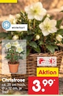 Christrose im aktuellen Netto Marken-Discount Prospekt