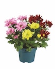 Chrysantheme Angebote bei Lidl Greifswald für 1,99 €