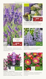 Aktueller Pflanzen Kölle Prospekt mit Lavendel, "BLÜTENZAUBER FÜR ZUHAUSE", Seite 6