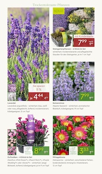 Pflanzen im Pflanzen Kölle Prospekt "BLÜTENZAUBER FÜR ZUHAUSE" mit 14 Seiten (Nürnberg)