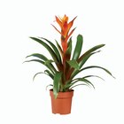 Vriesea ou Guzmania - Lidl à Caen Vriesea ou Guzmania en promo chez Lidl Caen à 5,99 €