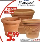 Pflanztopf im Angebot bei Wreesmann in Zwickau Pflanztopf Angebote von Siena bei Wreesmann Zwickau für 5,99 €